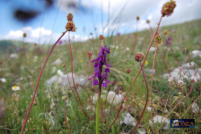 orchis morio immersa nel verde.JPG